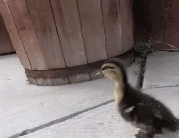 hot ducking videos|hilarious duck walks.